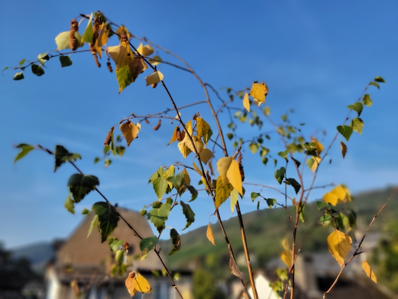 Herbstlich verfärbte Blätter einer Birke vor blauem Himmel.