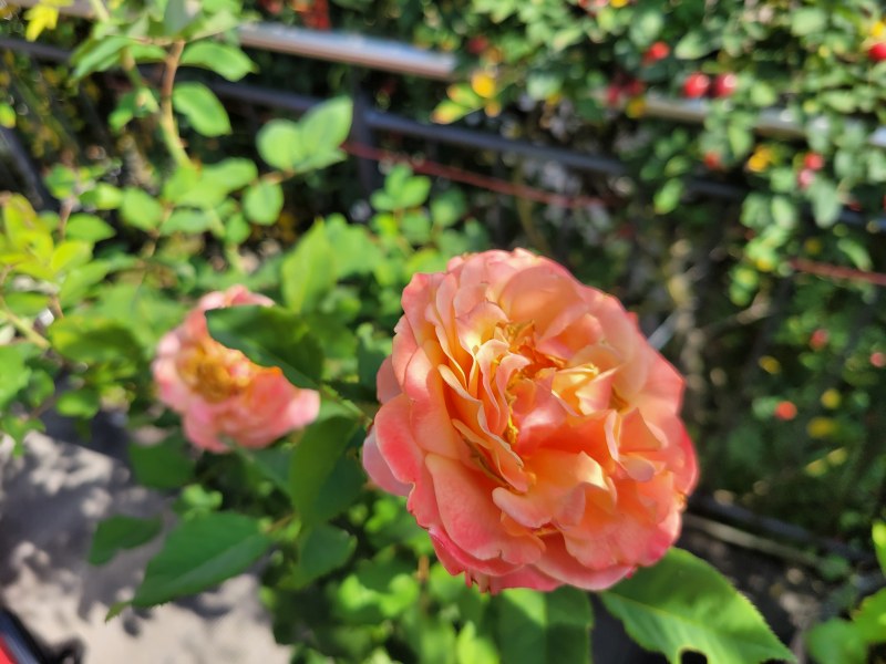 Eine lachsfarbene Rose