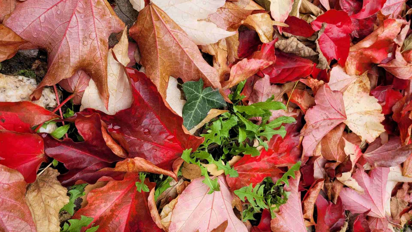Bunte Herbstblätter Wein Efeu und Löwenzahn