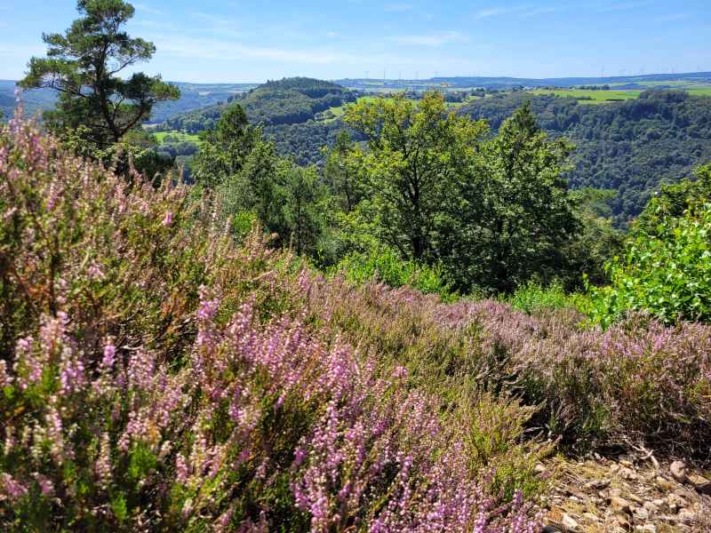 Blühende Heide in der Nordeifel mit Blick auf Düren
