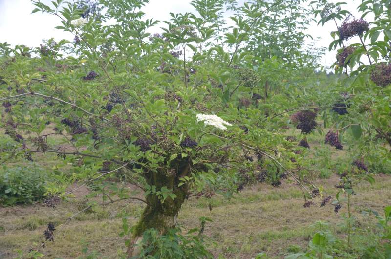 Holunderbaum in Plantage bei Alflen