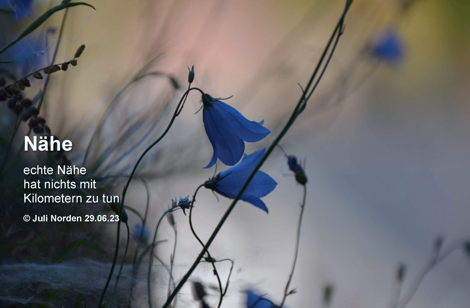 Glockenblumen als Hintergrund für Gedicht Nähe von Juli Norden