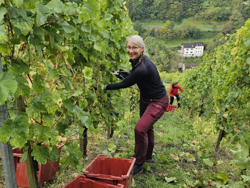 Eine Frau bei der Weinlese in einer Steillage an der Mosel