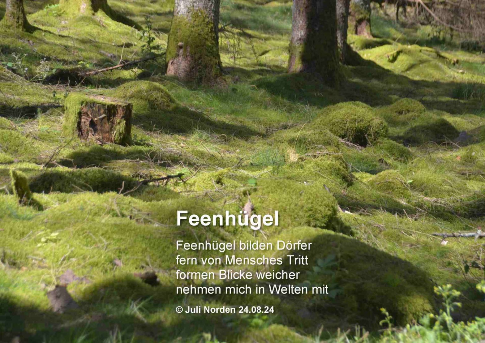 Waldboden mit weitläufigem Moosbewuchs darauf das Gedicht "Feenhügel" von Juli Norden