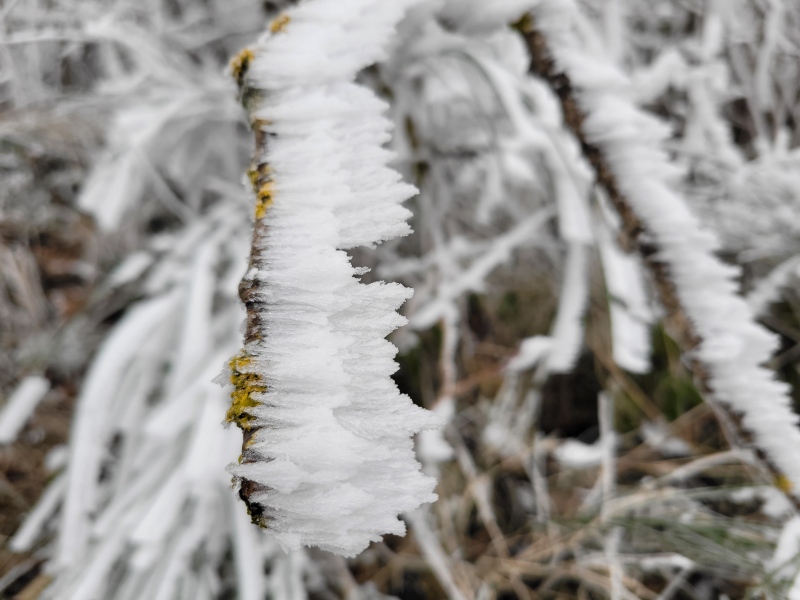 Raureif, der horizontal durch Wind gewachsen ist an einem Ast
