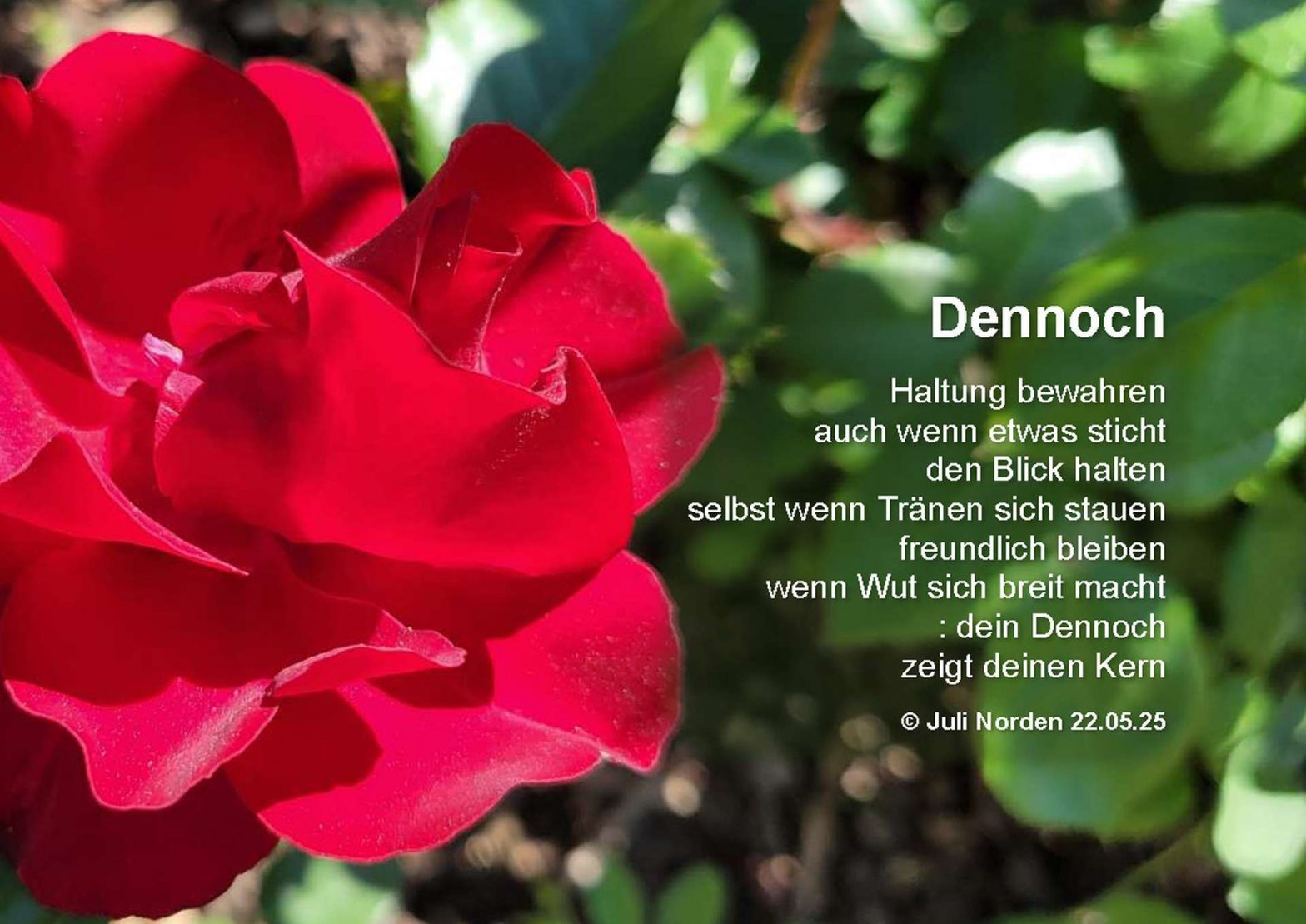 Eine rote Rose, daneben das Gedicht "Dennoch" von Juli Norden: Haltung bewahren/ auch wenn etwas sticht/ den Blick halten/ selbst wenn Tränen sich stauen/ freundlich bleiben/ wenn Wut sich breit macht/ : dein Dennoch/ zeigt deinen Kern