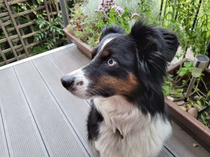Ein Australian Sheppard im Profil