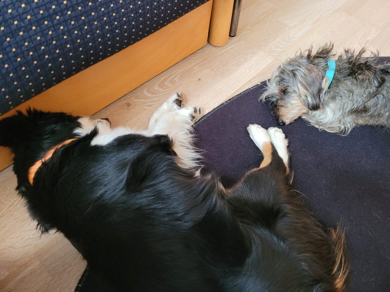 Ein Australian Sheppard und ein Rauhaardackel liegen auf einem Teppich