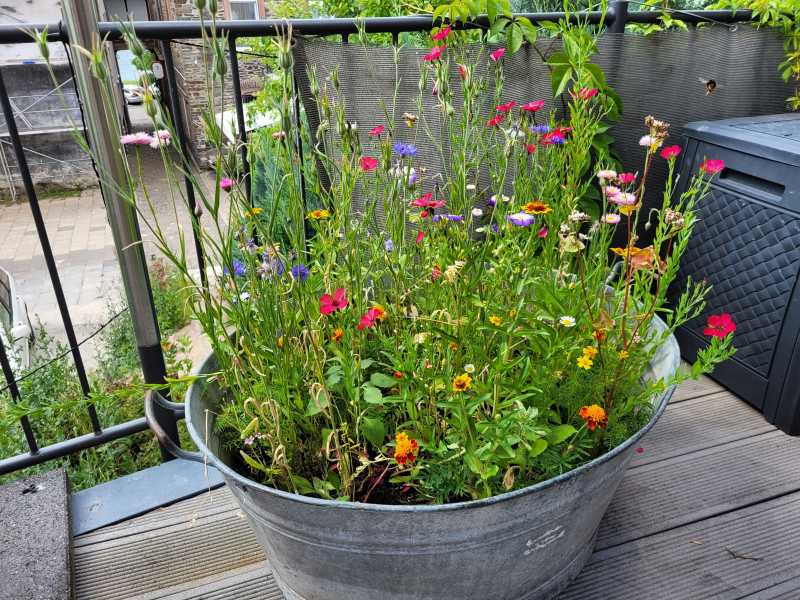 Wildblumen in einem Waschzuber
