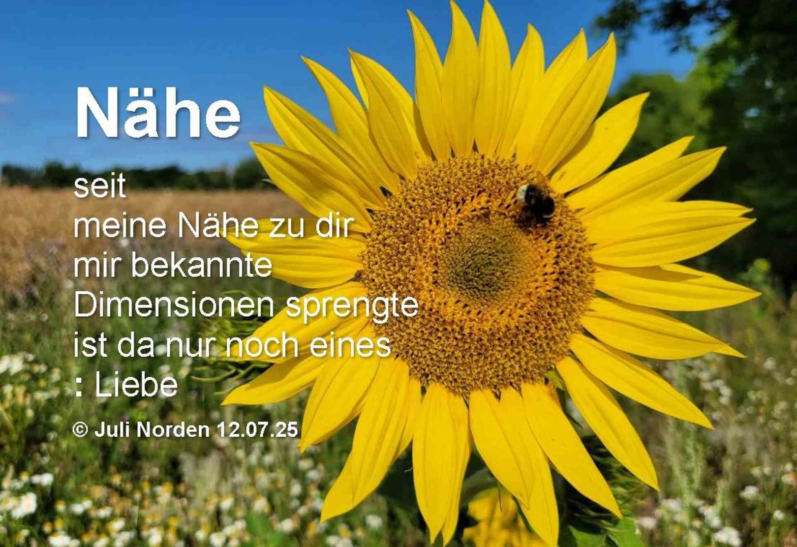 Sonnenblume mit einer Hummel, darauf Gedicht "Nähe" von Juli Norden: Nähe/ seit/ meine Nähe zu dir/ mir bekannte/ Dimensionen sprengte/ ist da nur noch eines/ : Liebe/