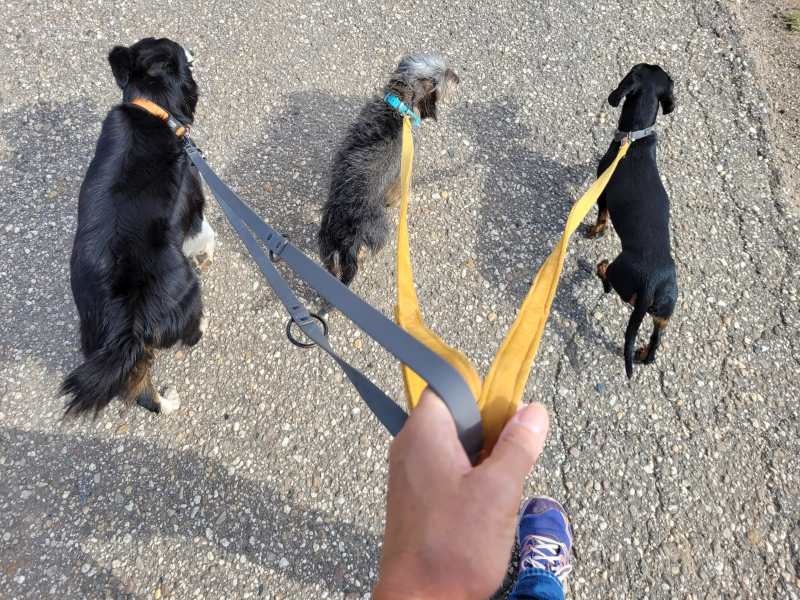 Drei Hunde an einer Leine laufen voran.