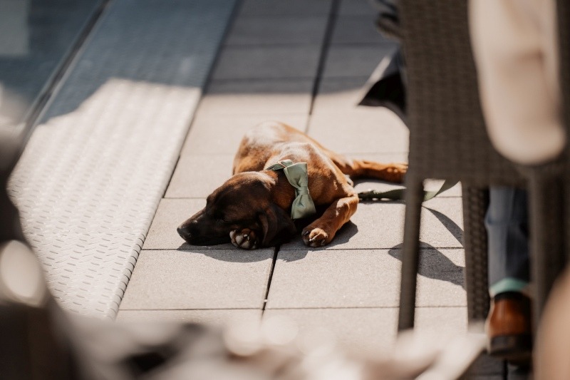 Hundewelpe mit grüner Fliege sonnt sich auf einer Terrasse.