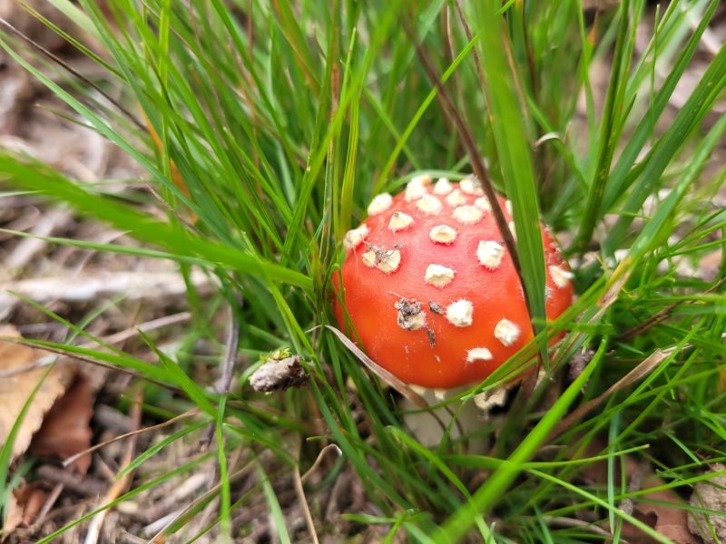 Kugeliger Fliegenpilz, von Gräsern umgeben