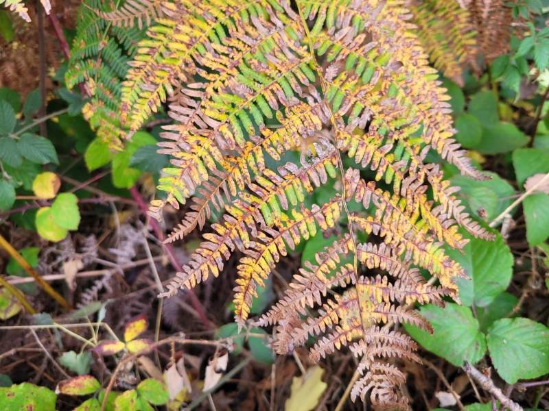 Farn in Herbstfarben