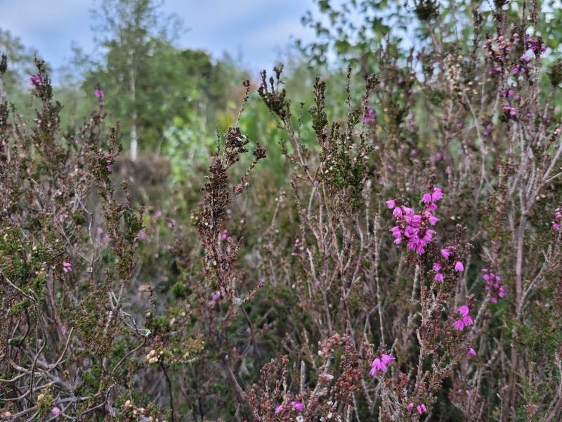 die Drover Heide bei Düren