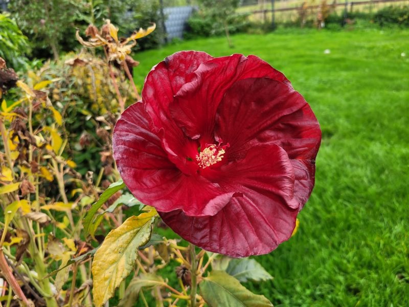 eine große tiefrote Hibiskusblüte