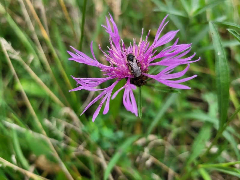 Violette Herbstblume mit Fliege vor Gräsern