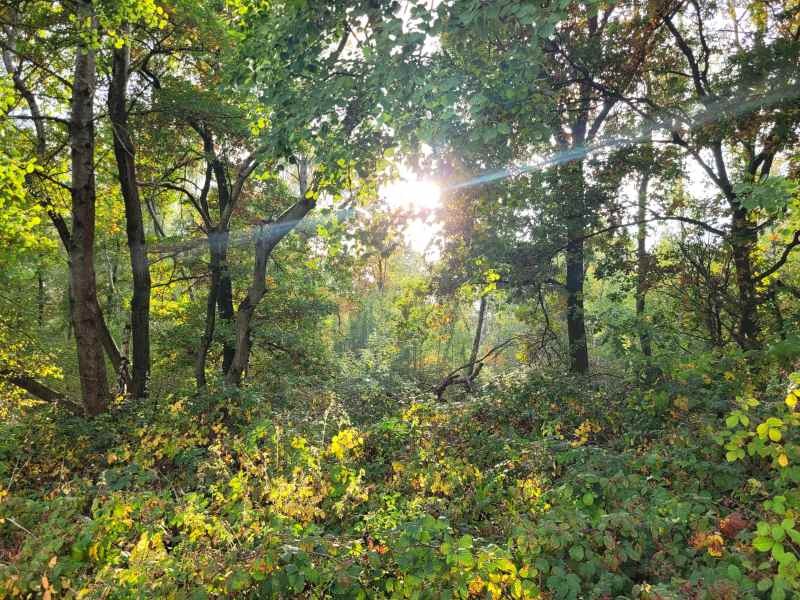 Tiefstehende Sonne scheint durch einen lichten Eichen- und Birkenwald