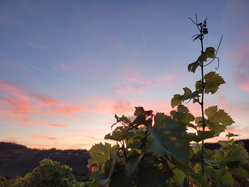 Sonnenuntergang im Weinberg