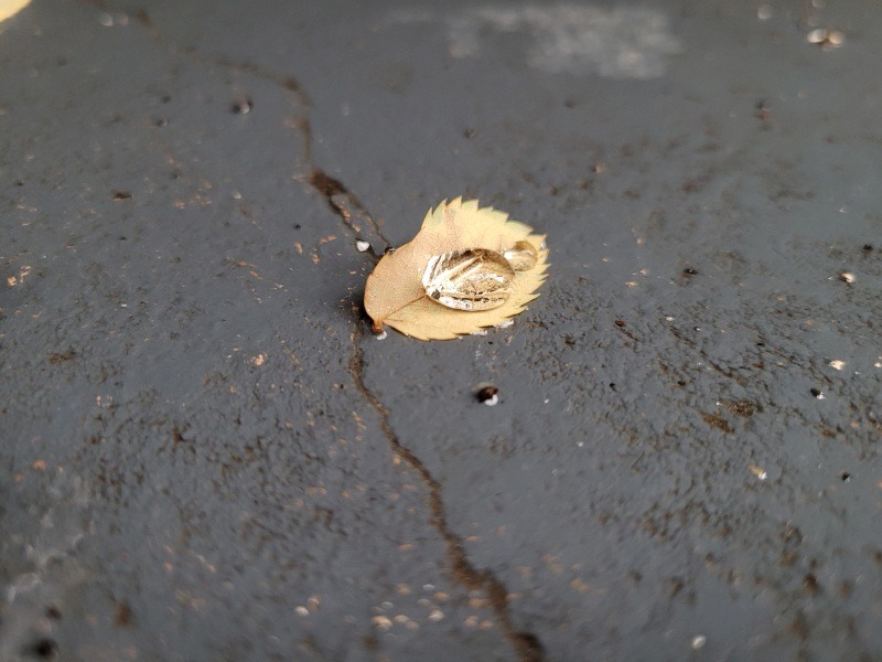 Großer Wassertropfen auf einem Blatt