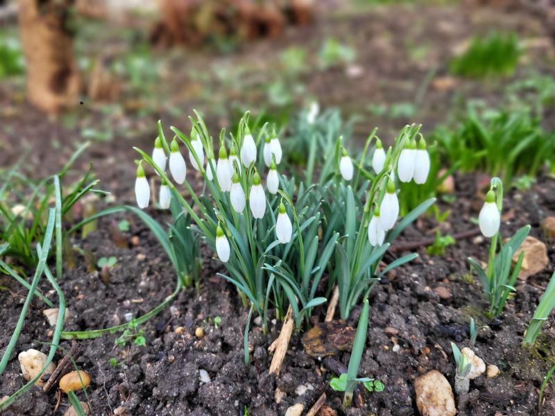 Schneeglöckchen in einem Garten Mitte Februar