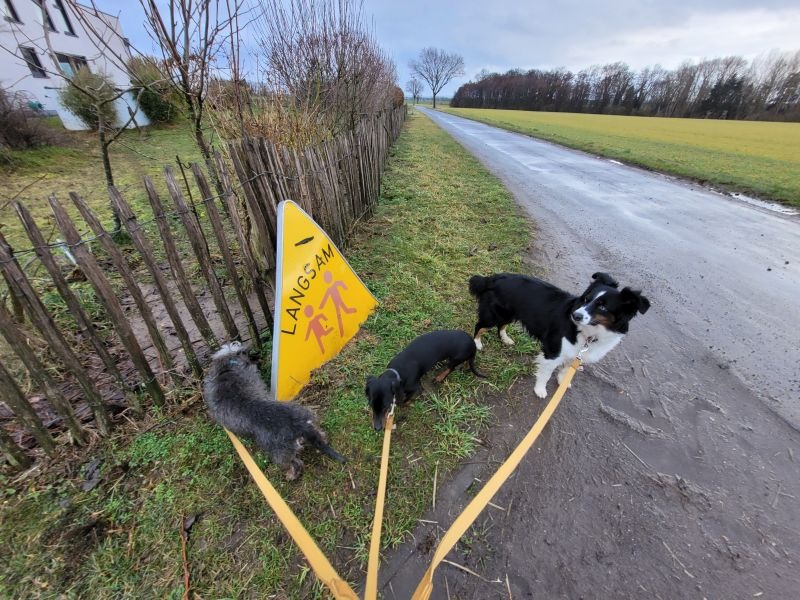 Drei Hunde an einem Feldweg neben einem Schild am Gartenzaun, auf dem steht: "Langsam, Kinder!"