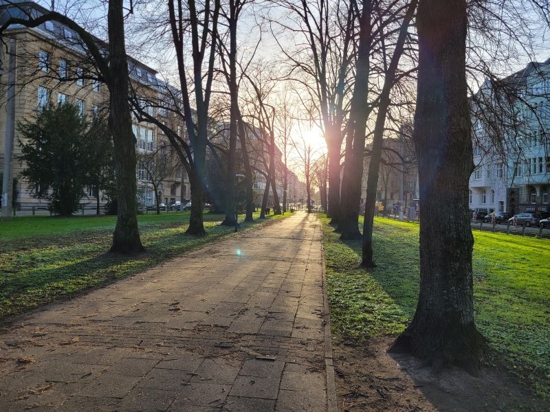 Baumallee in Köln, im Hintergrund die tiefstehende Frühlingssonne
