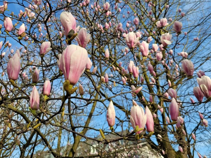 Magnolienblüten