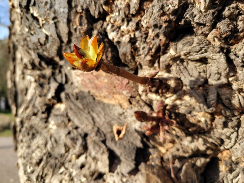 Ein frischer Trieb eines Kastanienbaums - mitten im der Rinde des sehr dicken Baumes.