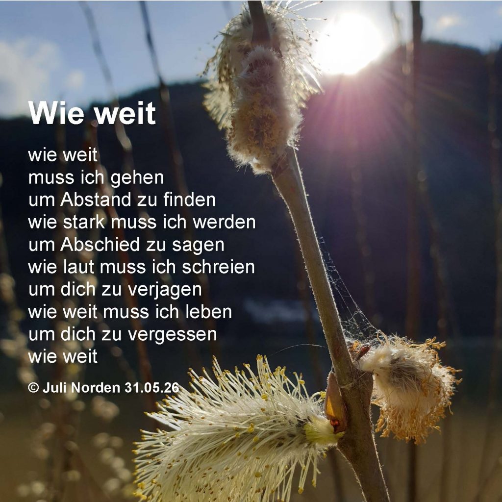 Gedicht von Juli Norden "Wie weit", Texta uf dem Foto von Weidenkätzchen.